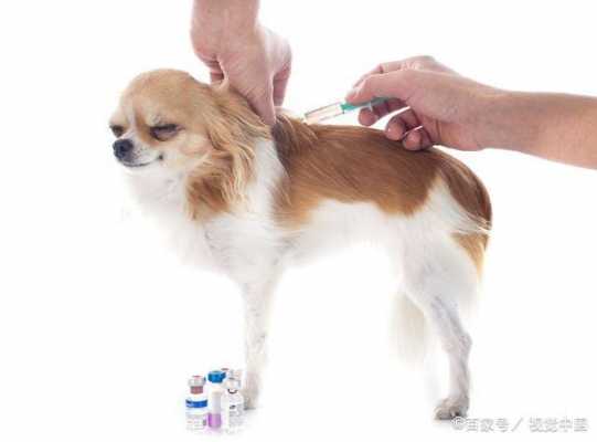  小狗打疫苗的目的「狗打疫苗是干嘛的」-图3