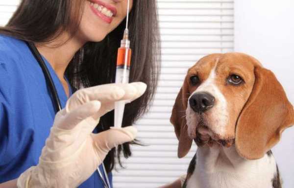 狗打了狂犬疫苗多久生效,狗打了狂犬疫苗几天生效 -图1