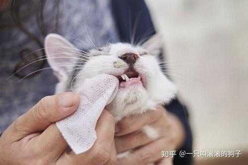 猫咪口炎可以打针吗 口炎猫可以打疫苗不-图1