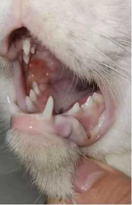 猫咪口炎可以打针吗 口炎猫可以打疫苗不-图3