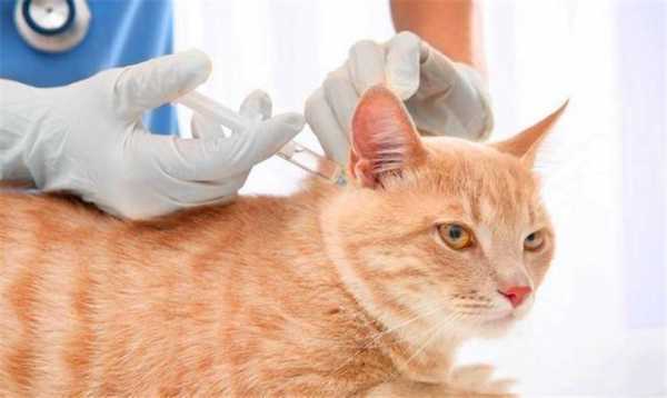 国外猫打疫苗吗,猫咪打进口疫苗好还是国产的好 -图1
