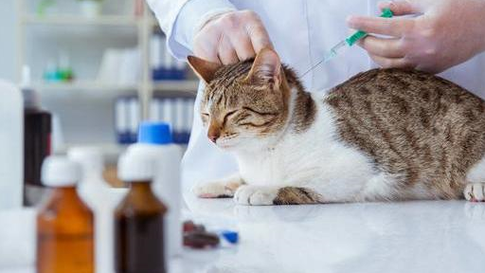 国外猫打疫苗吗,猫咪打进口疫苗好还是国产的好 -图2