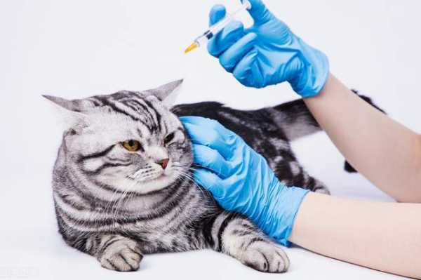 国外猫打疫苗吗,猫咪打进口疫苗好还是国产的好 -图3