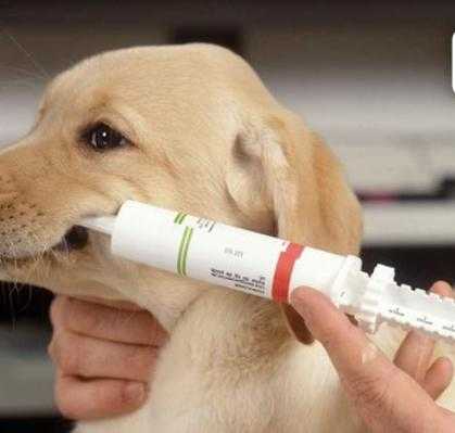 狗狗不打疫苗能驱虫吗,狗狗不打疫苗能驱虫吗视频 -图3