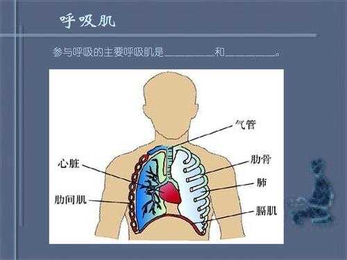 重要的呼吸肌及作用 最重要的呼吸肌是什么-图1