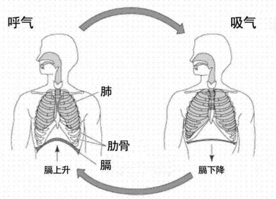 重要的呼吸肌及作用 最重要的呼吸肌是什么-图3