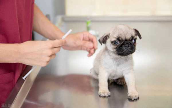 小犬出生几月打疫苗-图2