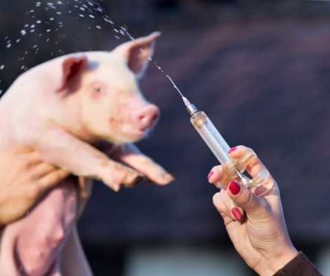 新生仔猪怎么做疫苗 新生猪如何打疫苗-图2