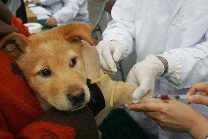关于上海狗打疫苗多少钱的信息-图1