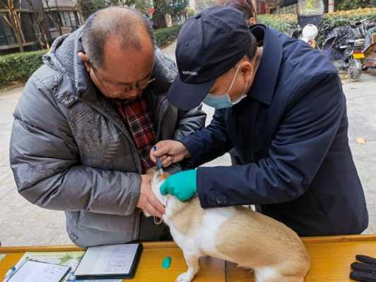 关于上海狗打疫苗多少钱的信息-图3
