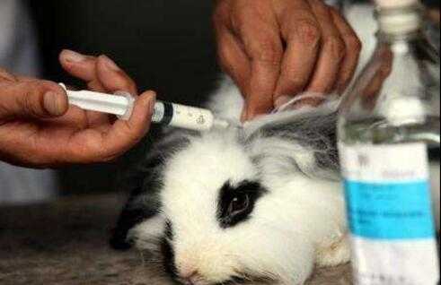 宠物兔疫苗怎么打,宠物兔疫苗打三针 -图1