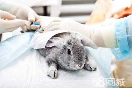 宠物兔疫苗怎么打,宠物兔疫苗打三针 -图2