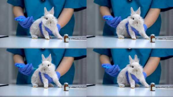 宠物兔疫苗怎么打,宠物兔疫苗打三针 -图3