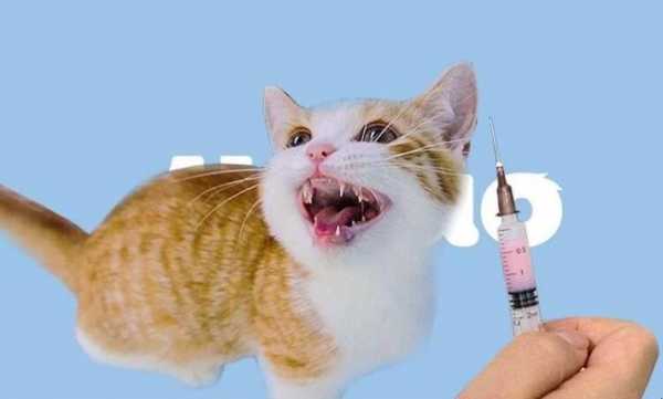 猫咪疫苗后会嘴巴痛吗-图3