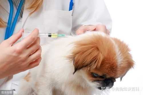 小狗打疫苗和驱虫流程（小狗打驱虫针要注意什么）-图2