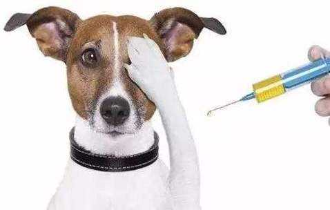 狗疫苗复打,狗狗疫苗打过之后能重新打吗 -图1