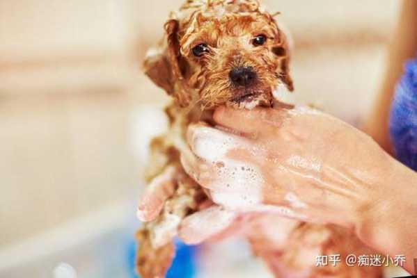 小狗发完疫苗洗澡了有影响吗 小狗发完疫苗洗澡了-图1