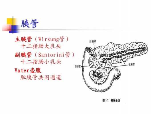 十二指肠管什么（十二指肠有什么管和什么管的开口）-图2