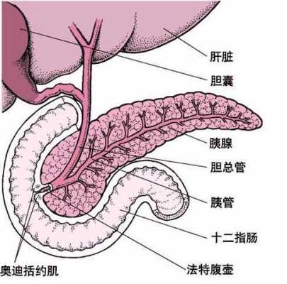 十二指肠管什么（十二指肠有什么管和什么管的开口）-图3