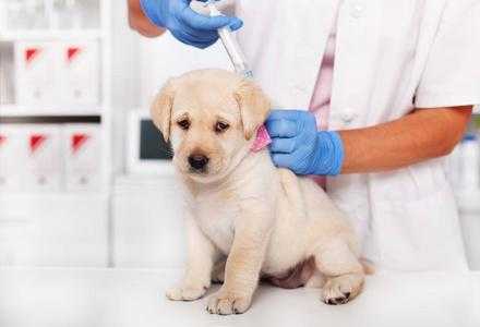 拉布拉多幼犬的疫苗,拉布拉多幼犬的疫苗怎么打 -图1