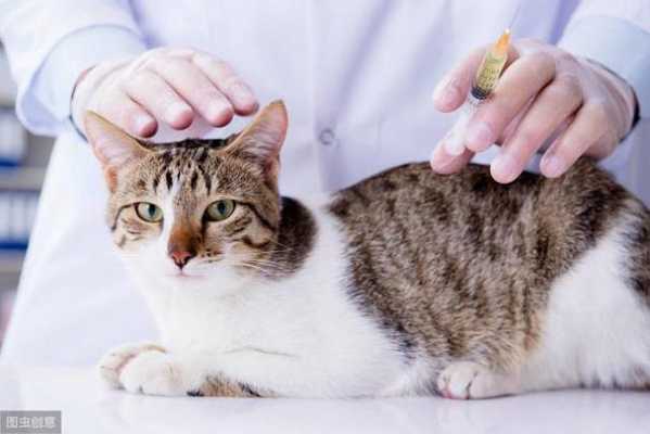 猫咪打完疫苗要吃抗免疫力的药吗-猫打疫苗喂药-图2