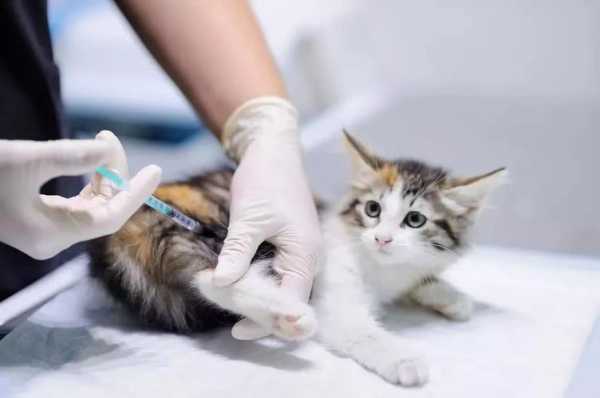猫打疫苗有什么用（猫打疫苗有什么用吗）-图3