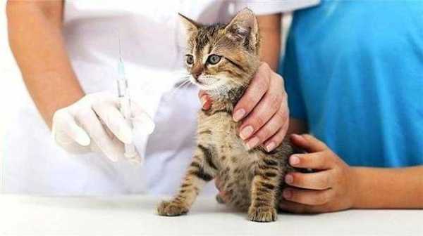 猫打疫苗有什么用（猫打疫苗有什么用吗）-图1
