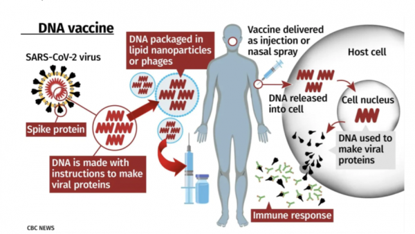 抗基因疫苗_基因疫苗优点-图2