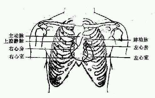 胸壁振荡-胸振荡有什么表现-图1