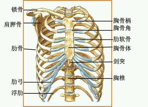 胸壁振荡-胸振荡有什么表现-图2