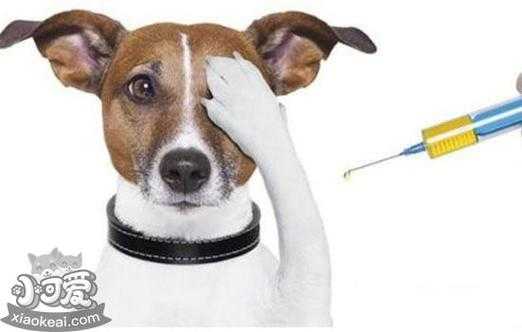 母狗产后多久可以打疫苗-图3