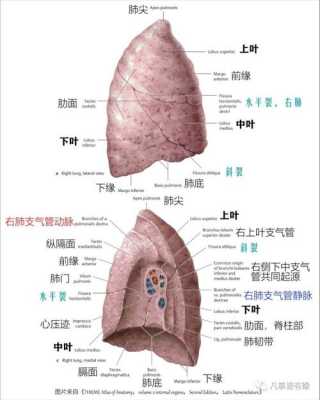 肺aah是什么-肺As是什么-图2