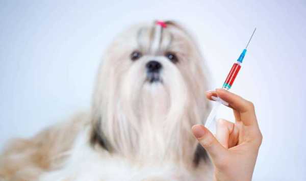 给狗打一次疫苗多少钱_给狗打一次疫苗多少钱-图2