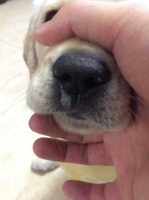 小狗打完疫苗就流鼻涕-图1