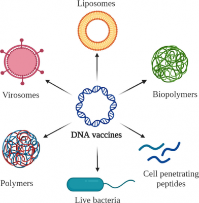 DNA疫苗动物实验做哪些_dna疫苗的研究进展-图2
