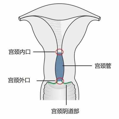 宫颈用处-图2