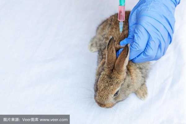 兔子注射疫苗失败的案例,兔子接种疫苗 -图3