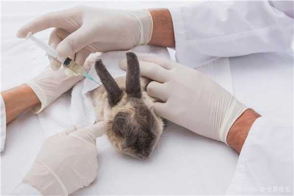 兔子注射疫苗失败的案例,兔子接种疫苗 -图1