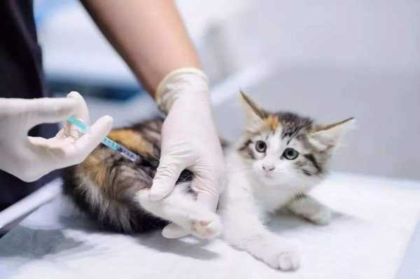 疫苗隔多久再打_疫苗隔多久打一次猫咪-图1