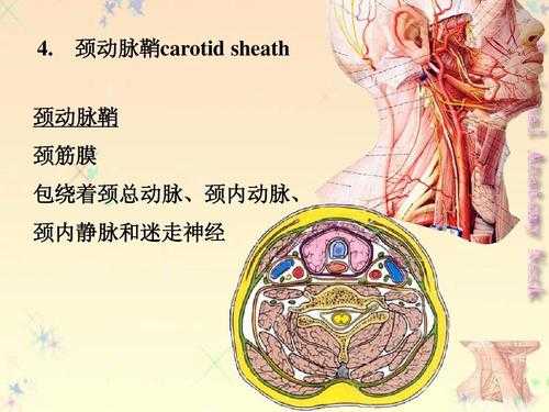 动脉鞘的主要目的-图1