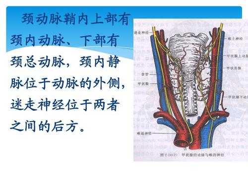 动脉鞘的主要目的-图2