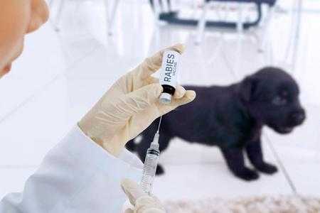 动物接种狂犬病疫苗-图2