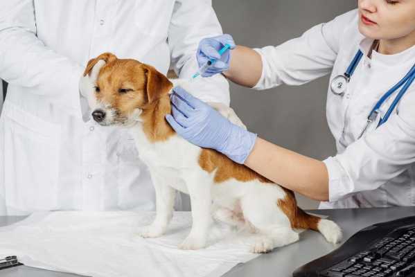 动物接种狂犬病疫苗-图3