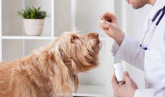  狗打了疫苗喂了益生菌「狗狗刚打完疫苗能吃肠胃药吗」-图3