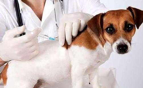 小狗打了疫苗发烧（小狗打了疫苗发烧可以打退烧针吗）-图3
