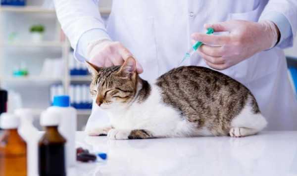 猫疫苗造假-猫疫苗有假的吗-图3