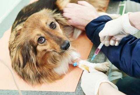 狗狗打完疫苗抵抗力 狗狗的疫苗抵抗力-图3