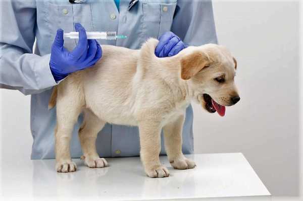 狗狗打完疫苗抵抗力 狗狗的疫苗抵抗力-图1
