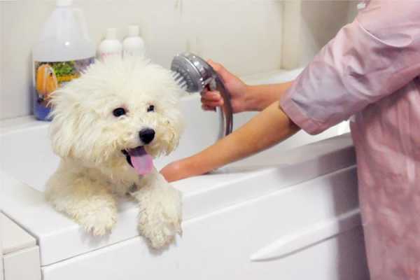 小狗打疫苗当天洗澡_小狗打疫苗 洗澡-图2