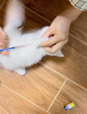 猫咪打狂犬疫苗有肿块怎么回事 猫咪打狂犬疫苗有肿块-图2